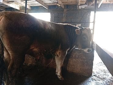 телка карова: Продаю | Бык (самец) | На откорм | Привязанные — 4