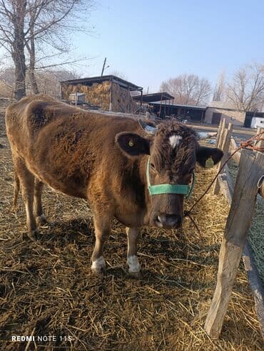 сухое молоко для животных: Продаю | Корова (самка) | Для молока | Привязанные — 8