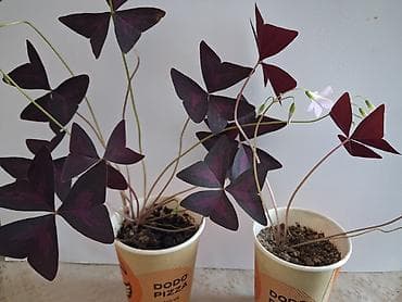 Комнатные цветы "Бабочки". молодые саженцы, в наличии 2 шт. Цена 100