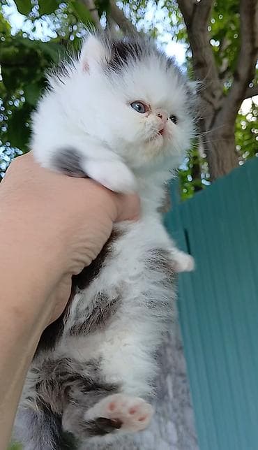 кошка мышык: Эксклюзив ! Настрящий персидский котёноккоторый может быть — 5