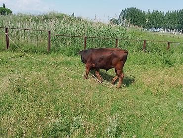 китайский шарпей цена: Продаю | Бык (самец) | Алатауская | Искусственник — 2