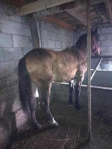 жожо дакан: Продаю | Жеребенок | Полукровка — 2