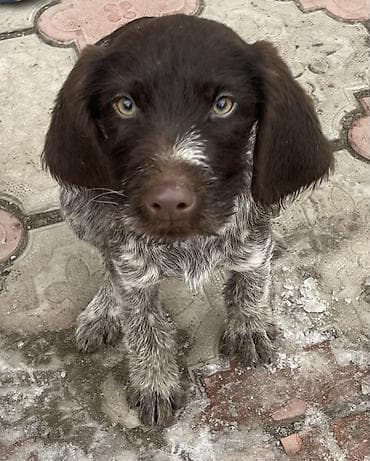 Ит бекер берем: Дратхаар, 5 айлык, Ургаачы, Эмделген — 5