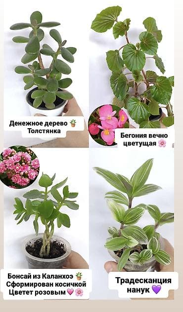 бишкек постельное белье: Продаю комнатные растения, цветы ❗цены разные от 150сом и выше ❗ — 7