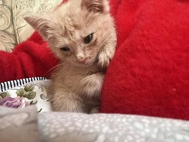 Мышыктар сатылат: Мышык бекер берилет: Породасыз, 3 айлык, Эркек, Лотокко барууга үйрөтүлгөн, Курттардан тазаланган — 3