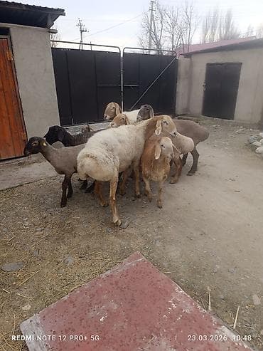 продажа овец: Продаю | Овца (самка) | Для разведения | Матка — 3