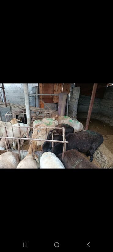 купить щенка пинчера: Продаю | Овца (самка) | На забой — 2