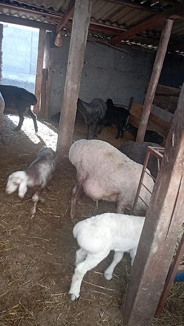 витамины для овец: Продаю | Овца (самка) | Для разведения | Племенные — 5