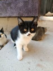 домик для кошек: 5 айлык, Ургаачы, Лотокко барууга үйрөтүлгөн — 2