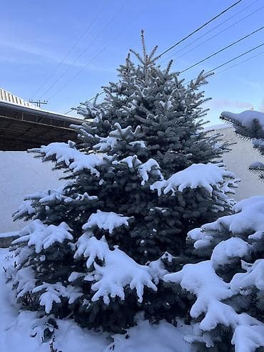 лавровое дерево купить: Голубая ель Высота 3 метра. Пышная, густая. Есть 2 штуки, если обе — 1