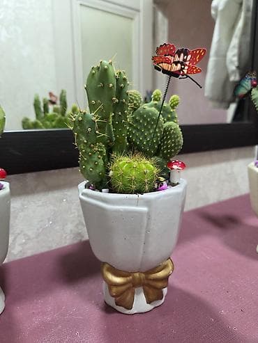 кактус: Композиция из суккулентов в многоярусном кашпо - Состав: несколько — 10