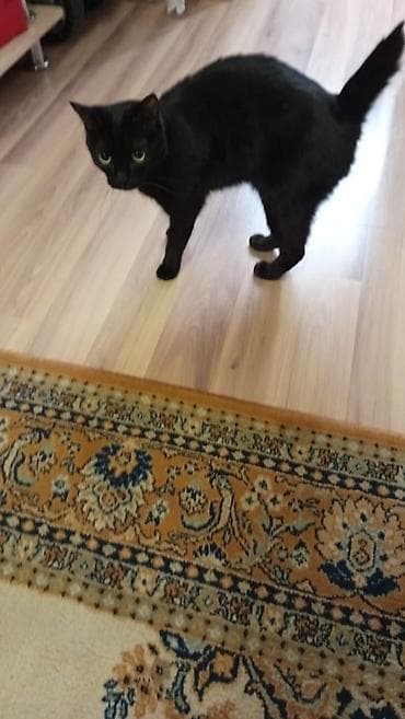 продать кошку: Пара домашних кошек - Кошка 1: тигрово-пятнистая с белой грудкой и — 2