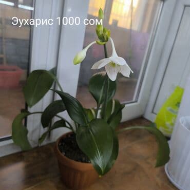 фруктовые корзины: Монстера Альба, традисканция зебрина,Дифенбахия, Сингониум — 2