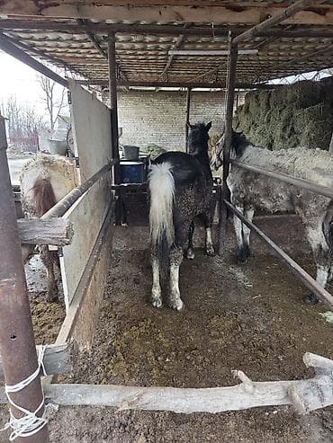 Услуги ветеринара: Байланган тайлар сатылат 6 баш Адрес Кун-Туу — 3