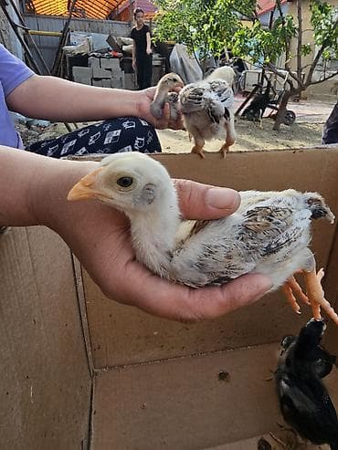 дакан корз: Продаю | Цыплята | Бойцовая, Дакан | Для разведения — 4