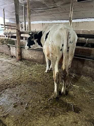 купить британскую кошку: Продаю | Жеребец | Для разведения — 8