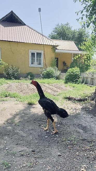 бойцовая птица: Продаю | Петух | Бойцовая | Для разведения — 3