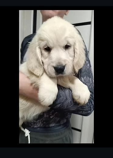 Щенки голден-ретривера, светло-кремового окраса. Золотистый ретривер