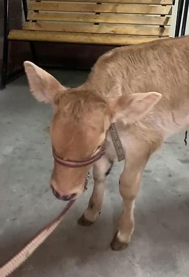 коровы токмак: Продаю | Музоо, торпок — 4