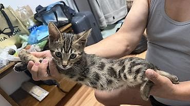 бенгальский кот купить: Котёнок Бенгал с ярким тигрово-пятнистым окрасом (чёрные розетки и — 2