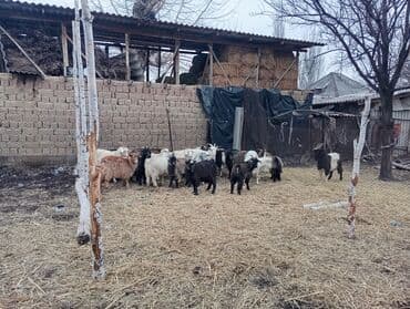 измельчитель сена: Продаю | Коза (самка) | Для разведения | Племенные — 6