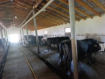 сельскохозяйственные животные продажа: Продаю | Бык (самец) | На откорм | Привязанные — 1