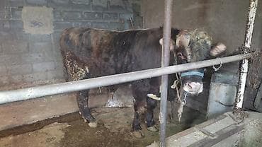 Продаю | Бык (самец) | Полукровка | На откорм | Привязанные at lalafo.kg Продаю | Бык (самец) | Полукровка | На откорм | Привязанные