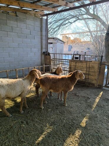 бычок телка: Продаю | Ягненок | Арашан | Для разведения | Ярка — 5