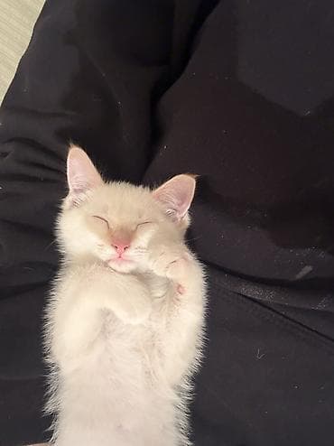 Мышык бекер берем: 2 айлык, Эркек, Ак, Аргын, Лотокко барууга үйрөтүлгөн — 3