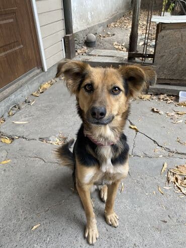 акустические системы promate колонка в виде собак: Собака даром: 1 год, Самка, С прививкой — 2