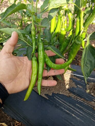 продаю морковь: Перец Полугорький, Оптом — 3