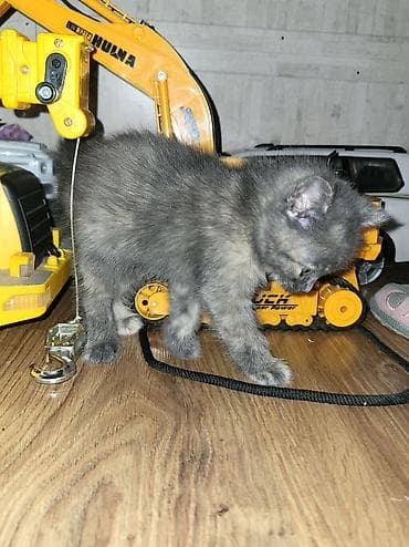 американская кошка: Кошка даром: Беспородная, 1 месяц, Девочка — 1