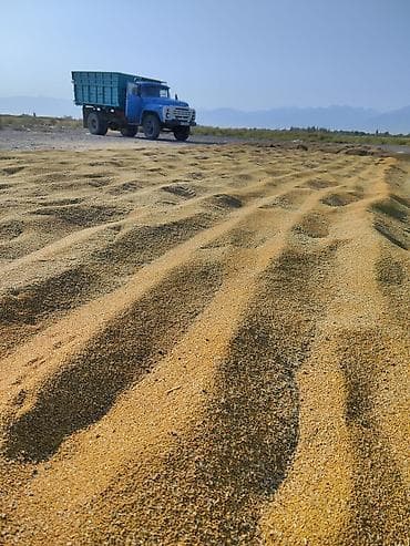 Семена и саженцы: Продается Семена лютцерна чистый после пектуса, беде урук сатылат — 3
