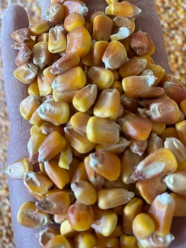 Продаю рушенную кукурузу at lalafo.kg Продаю рушенную кукурузу