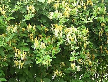 продаю чеснок: Жимолость каприфоль, лиана может оплести большой объем, когда цветёт — 1