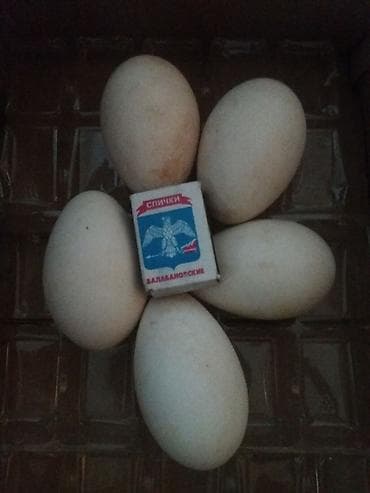 утята муларды купить: Продаю | Цыплята — 2