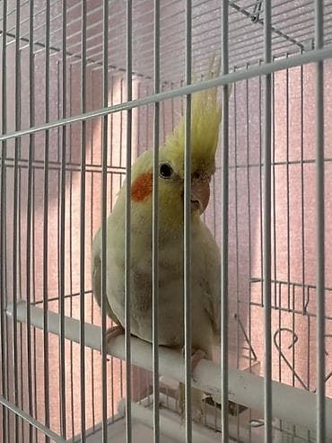 продаю павлин: 🐦 продаю кореллу 💛 Очень милая, активная и общительная птичка. Любит — 1