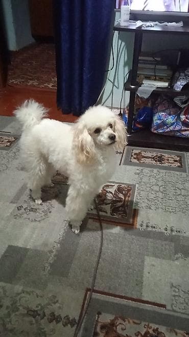 Зоотовары: Вязка: Пудель, Самец, Более 5 лет, С прививкой — 2