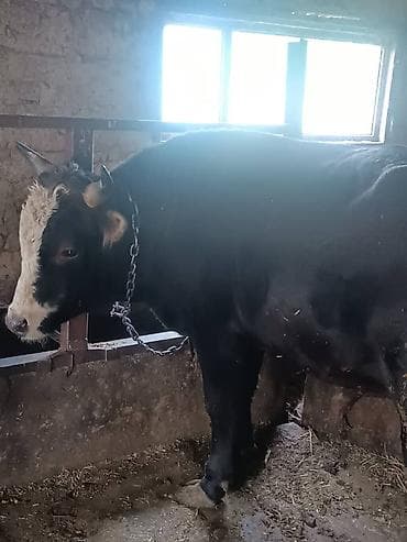 американский кокер спаниель цена: Продаю | Бык (самец) — 1