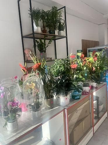 Антуриумы: 🌸 Продаётся готовый бизнес! 🌸 Продаётся полностью готовый к работе — 2