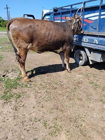 кыс: Сатам | Уй (ургаачы) | Сүт алуу үчүн | Байланган — 1