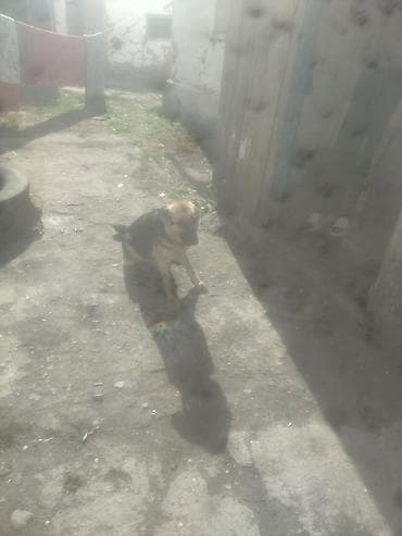 где купить утят: Немецкая овчарка, чёрно‑рыжий окрас. Среднего роста, пропорциональное — 1