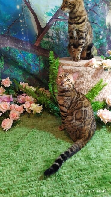 купить породистых котят: Шикарные бенгальские котята 3-4мес. Лучший подарок для любящего — 6
