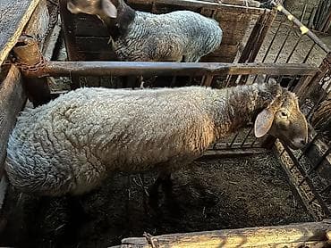 молочные коровы: Продаю | Баран (самец) | Для разведения | Племенные — 3