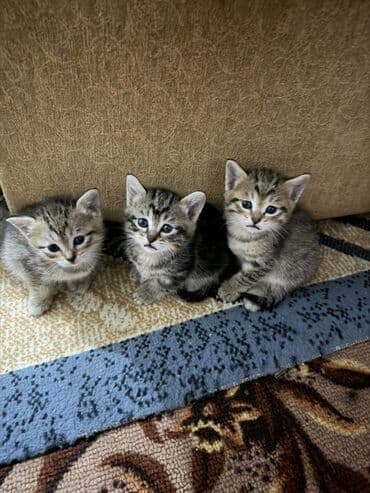 купить шотландский вислоухий: Полосатые котята Порода Шатланка - Пушистые малыши с классическим — 1