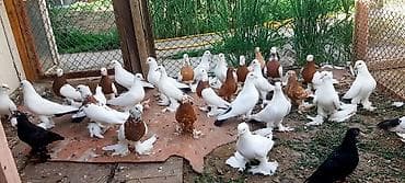 Бакинские, по 300 сом. Северокавказский голубь самец 1500 сом. пара
