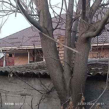 с мебелью: Орех (жангак) кыйып алып кетчуулор болсо баасын суйлошобуз — 3