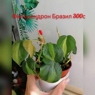 комнатные растения оптом: Комнатные лианы и ароиды — укоренённые черенки в стаканчиках. В — 10