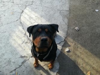 ротвелер: Ротвейлер ищет подругу без родословной,но с харизмой — 3