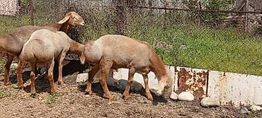 лягушки живые: Продаю | Ягненок | Для разведения | Племенные — 5